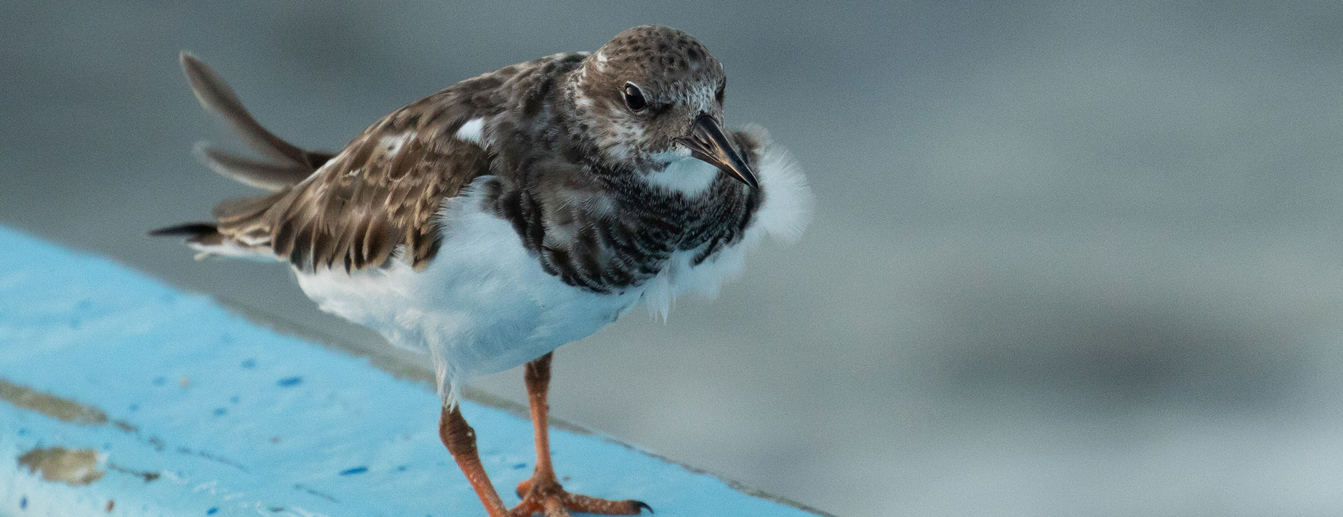 Endemic birds Cozumel